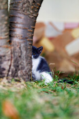 Obraz premium Beautiful kitten in the home garden.