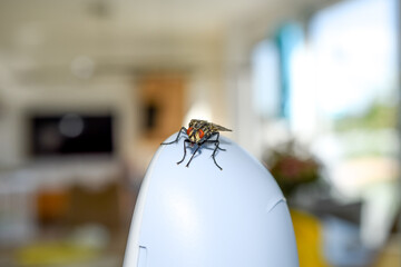 fly close-up, housefly sitting on object