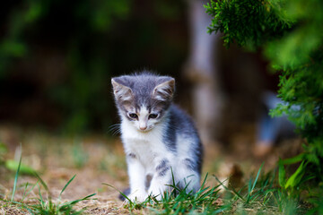 Beautiful  kitten in the home garden.