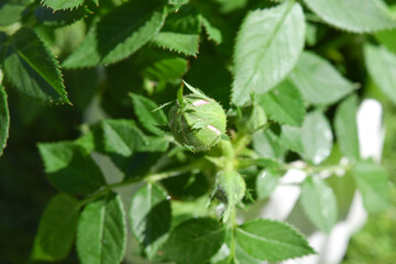 small rose bush with closed pink blossoms 