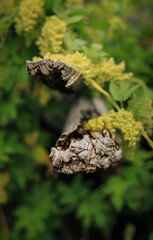 dry tree on a background of green grass close-up