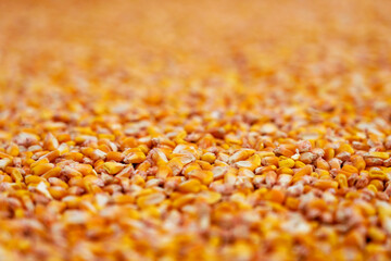 Yellow Background of Corn Kernels.