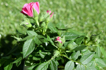 Obraz na płótnie Canvas small rose bush pink in garden
