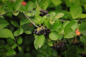 black Rowan berry branch close up on a background of green and red leaves