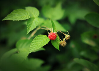 ripe raspberry berry on a branch of a shrub close-up on a background of green leaves in the garden in summer