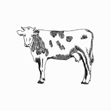 Sketch of cow. Profile of farm animal. Fauna and biology, zoology and agriculture theme. Good for milk wrapping or advertising. Vector illustration