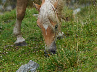 Wild blonde horse over mountain high pathway