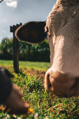 Neugierige Kuh die Gras aus der Hand essen will