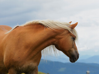 Wild blonde horse over mountain high pathway