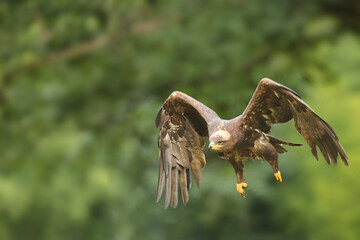 The steppe eagle (Aquila nipalensis) flying in front of green trees. A large steppe eagle flies with a green background.