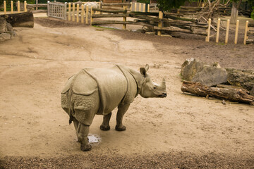 rhino in the zoo