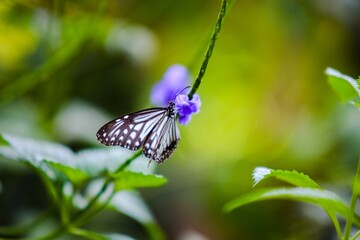butterfly on a flower