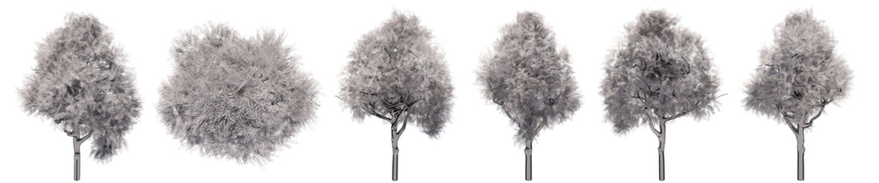 Set collection of drawings of Angophora Costata tree isolated on white background . Concept or conceptual 3d illustration for nature, ecology and conservation, strength and endurance, force and life