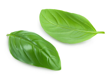 Fresh basil leaf isolated on white background with clipping path and full depth of field