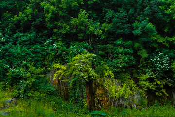 Rocks overgrown with lush greenery