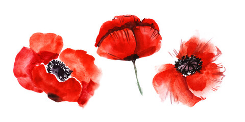 Watercolor image of three blurred poppy flowers isolated on white background. Blooming bright scarlet heads with black hearts. Hand drawn illustration of wild field flora