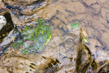 Water texture. Mountain river. Waves of green, blue and gray. Calm and tranquility. Nature. A park. Stones on the river bank. Rapid flow of water.