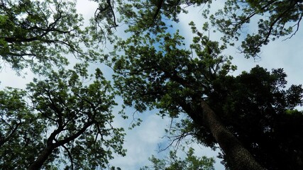 Ciel &agrave; travers les feuillage 