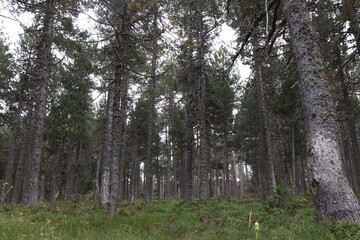 For&ecirc;ts de pins 2