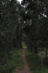 Chemin sous les arbres