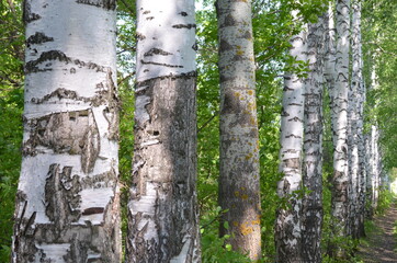 birch trees growing in a row