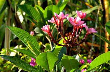 pink tropical flower