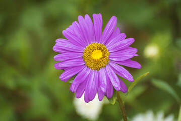 Obraz premium colorful daisy blossom in summer