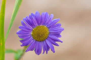 Obraz premium colorful daisy blossom in summer