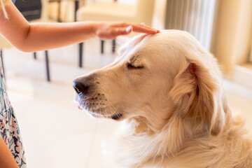 cute golden retriver home close up