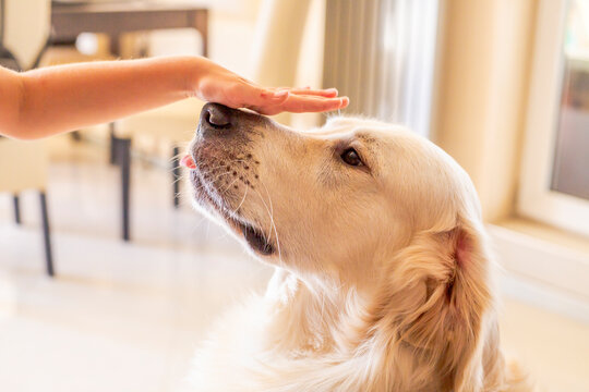 cute golden retriver home close up