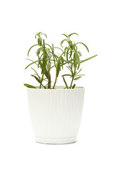 Rosemary in a white pot isolated