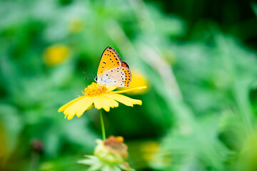 Copper butterfly drinks nectar from yellow flower. 