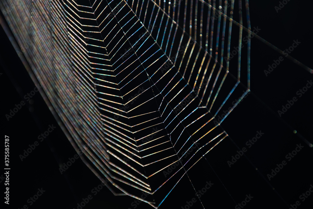 Poster the web is woven by a spider. dark abstract background. selective focus.