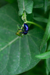 Closeup of a blue milkweed beetle on a leaf. 