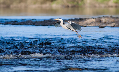 Grey Heron bird taking flight from river