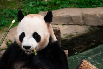 Closeup of a hungry panda snacking on bamboo. 