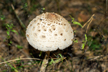 Parasol mushroom in the forest in autumn. Macrolepiota procera