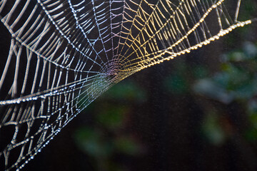 The web is woven by a spider. From the fog and light rain the cobweb is wet. Dark abstract background. Selective focus.