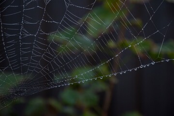 The web is woven by a spider. From the fog and light rain the cobweb is wet. Selective focus. Dark background.