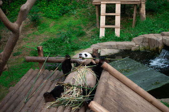 Hungry Panda Bear Snacks On Bamboo. 