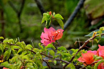 red bougenville in garden