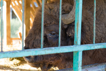 European bison - Bison bonasus .in the Moldavian reserve. © Mountains Hunter