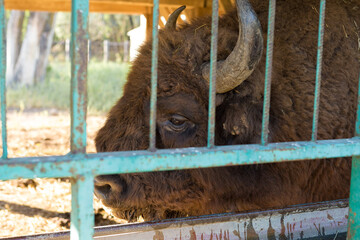 European bison - Bison bonasus .in the Moldavian reserve. © Mountains Hunter