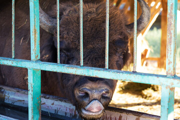European bison - Bison bonasus .in the Moldavian reserve. © Mountains Hunter