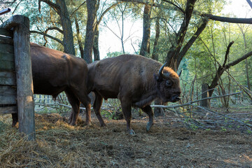 European bison - Bison bonasus .in the Moldavian reserve. © Mountains Hunter