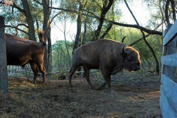 European bison - Bison bonasus .in the Moldavian reserve. © Mountains Hunter