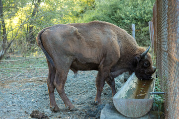 European bison - Bison bonasus .in the Moldavian reserve. © Mountains Hunter