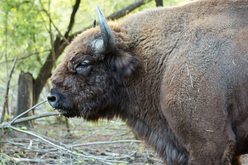 European bison - Bison bonasus .in the Moldavian reserve. © Mountains Hunter