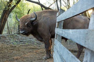 European bison - Bison bonasus .in the Moldavian reserve. © Mountains Hunter