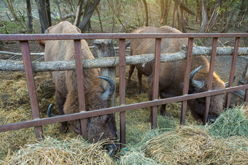 European bison - Bison bonasus .in the Moldavian reserve. © Mountains Hunter